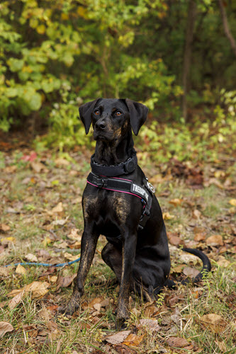 honey k9 headshot